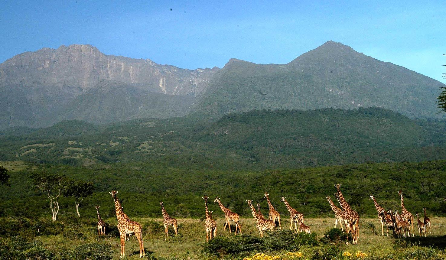 Arusha National Park & Wildlife Safari image 1
