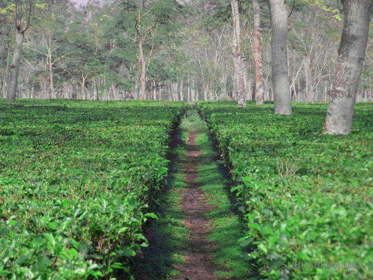 Jaldapara Wildlife Safari & Tea Garden Experience image 1