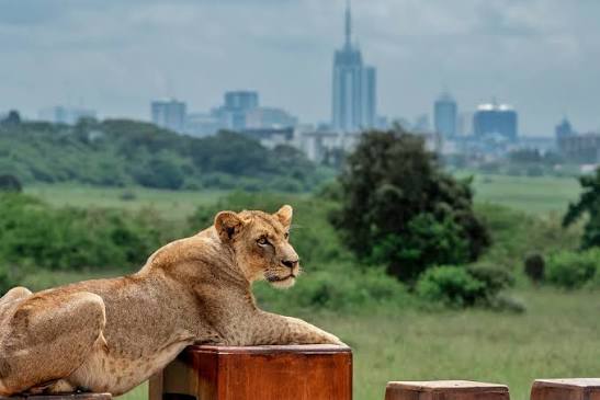 Urban Savannah & Wildlife Game Drive image 1