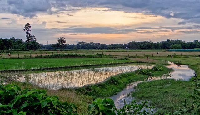 Teesta River, Tea Gardens & Bengali Culture Tour image 1