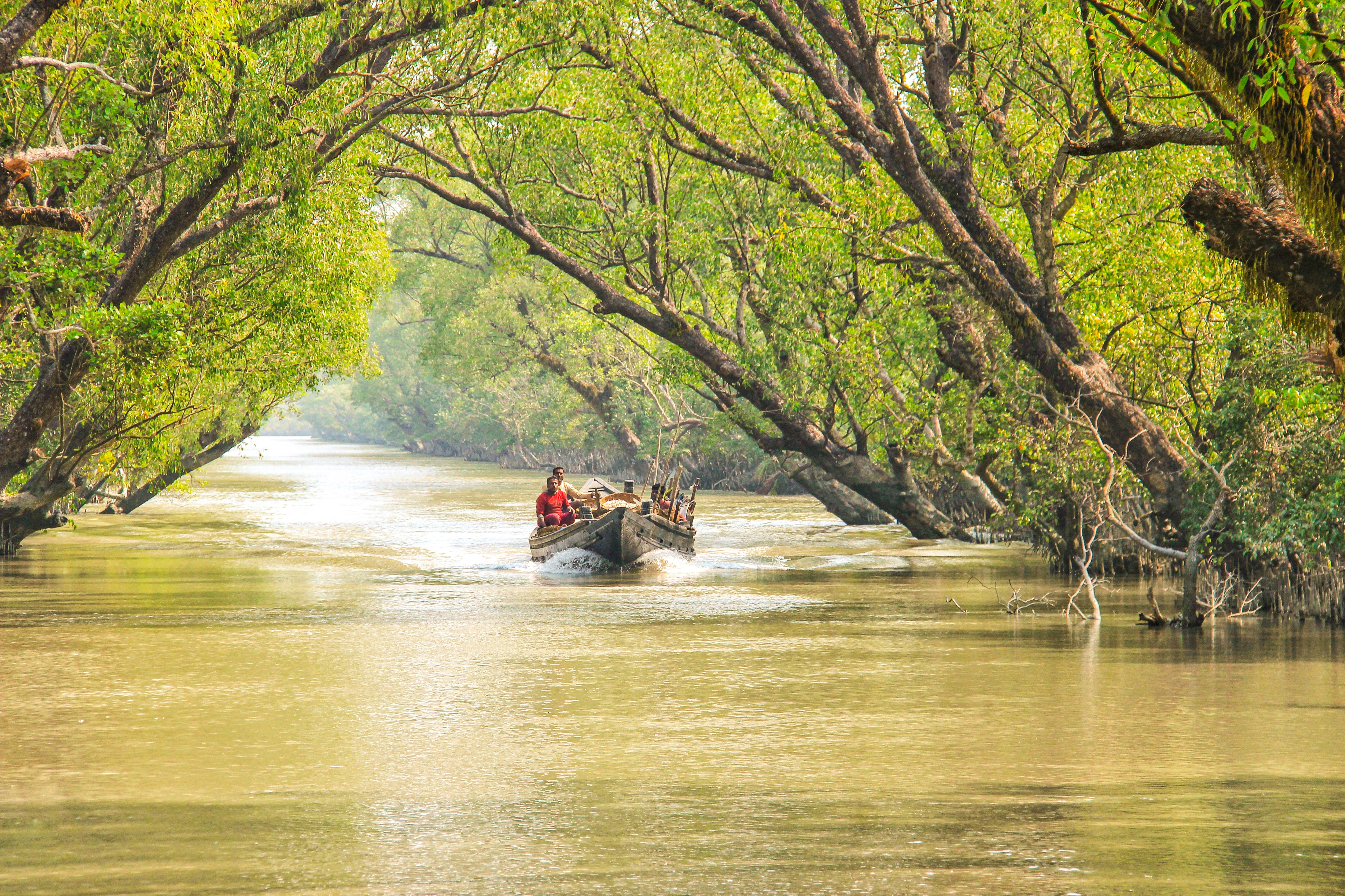 Sundarbans Wildlife Safari & Mangrove Cruise image 1