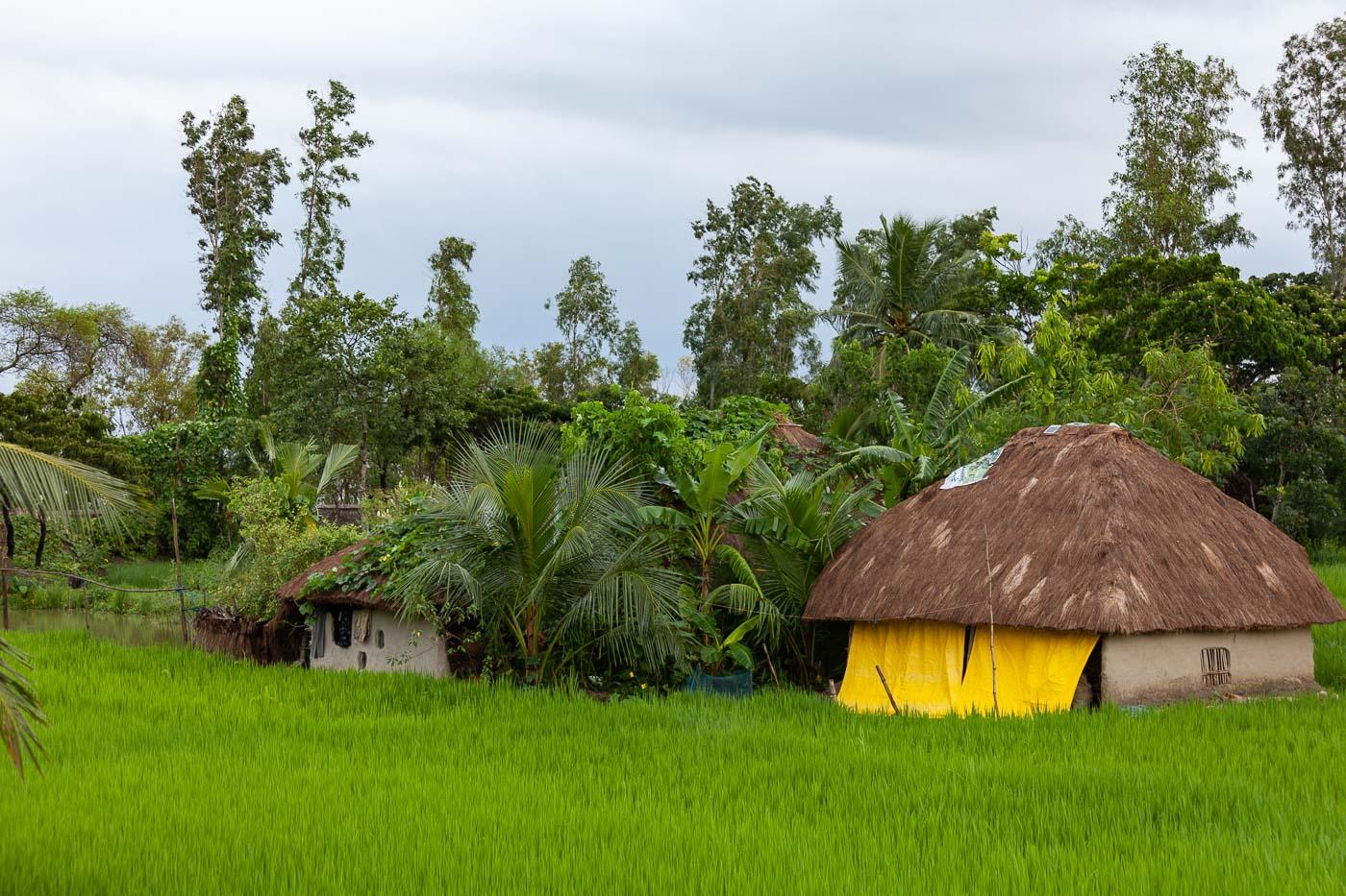 Sundarbans Mangrove Adventure & Village Culture Tour image 1