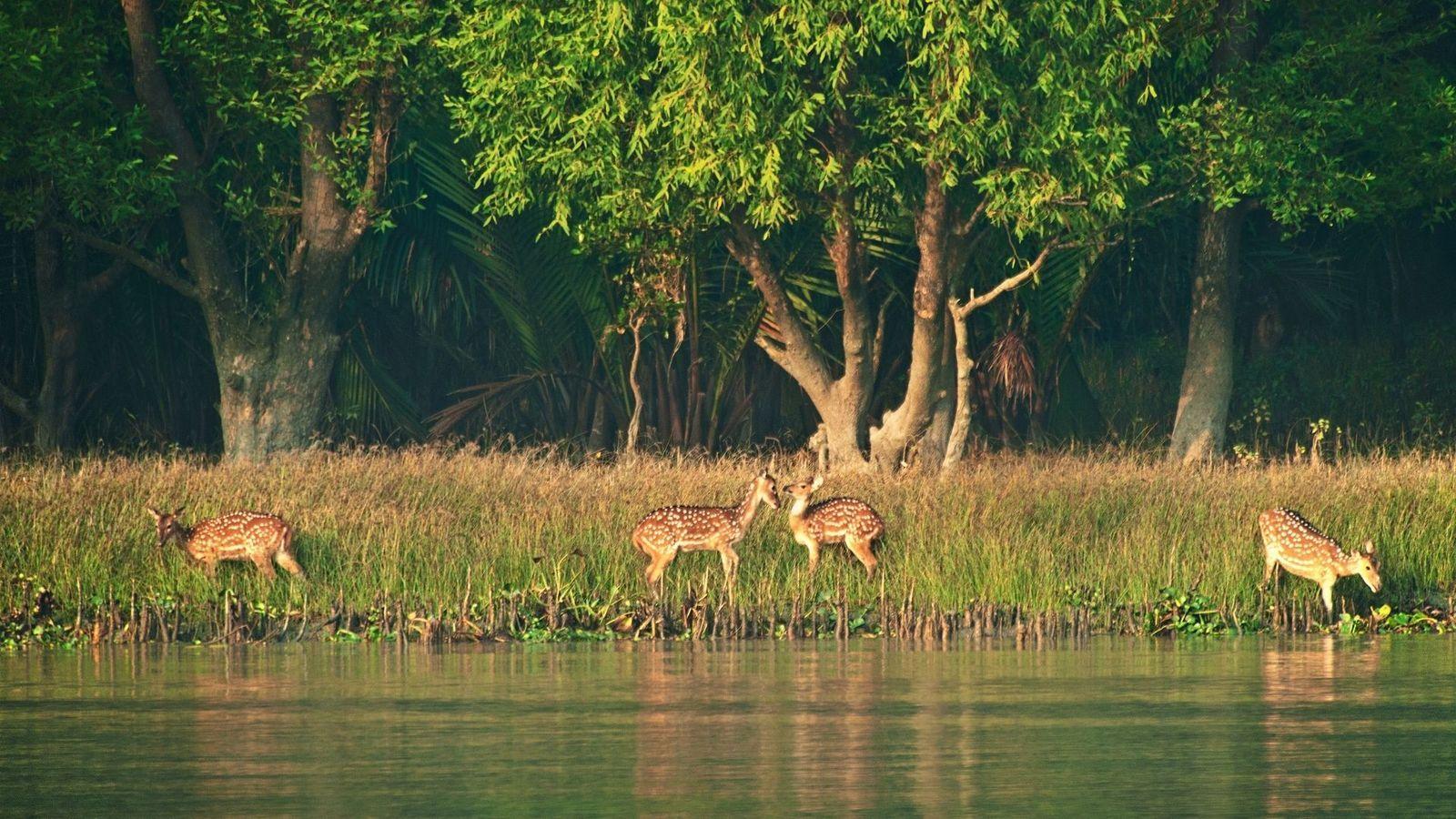 Sundarbans Watchtower & Wildlife Experience image 1